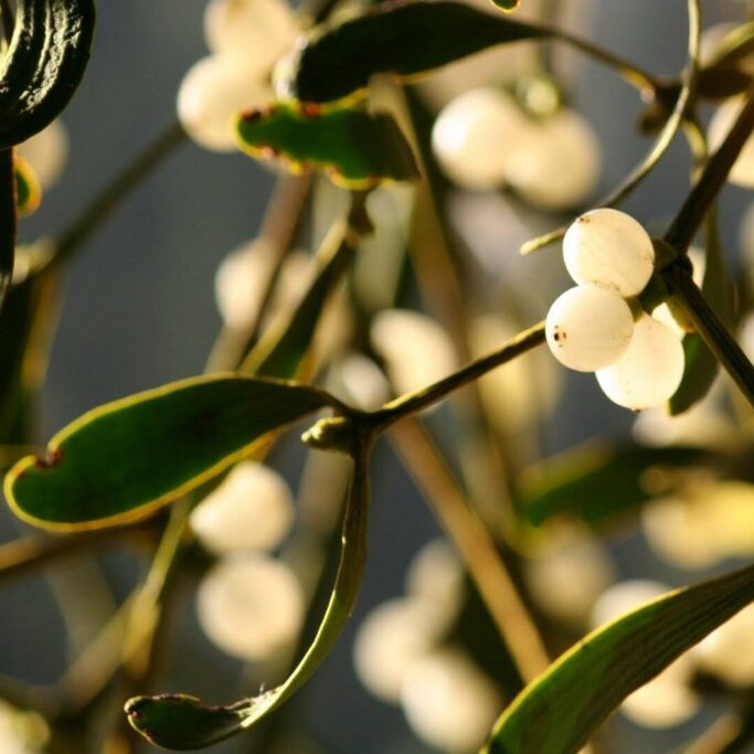 mistletoe