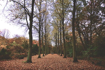 Fall