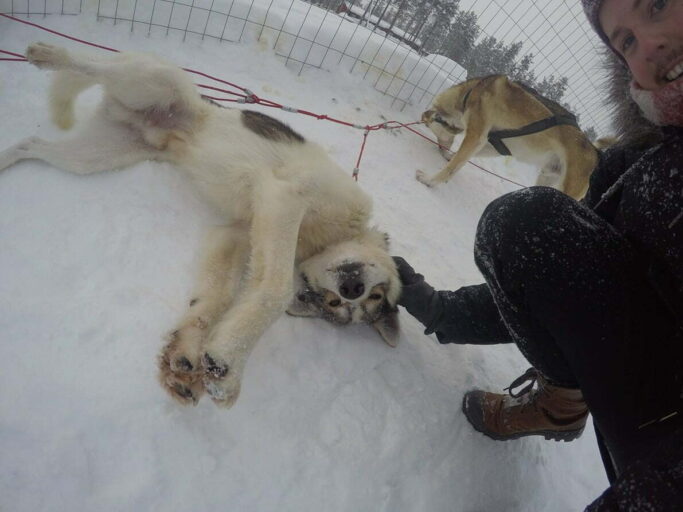 Husky Sled Dog