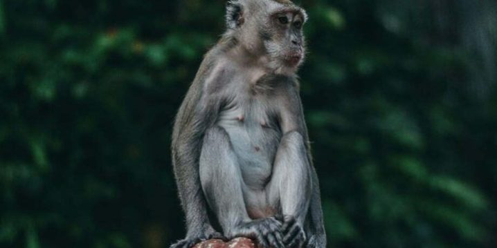 Batu Cave Monkey