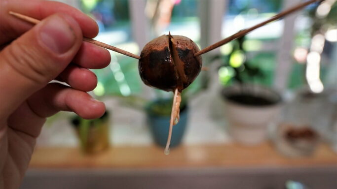 DSC00866 (2) Skewers