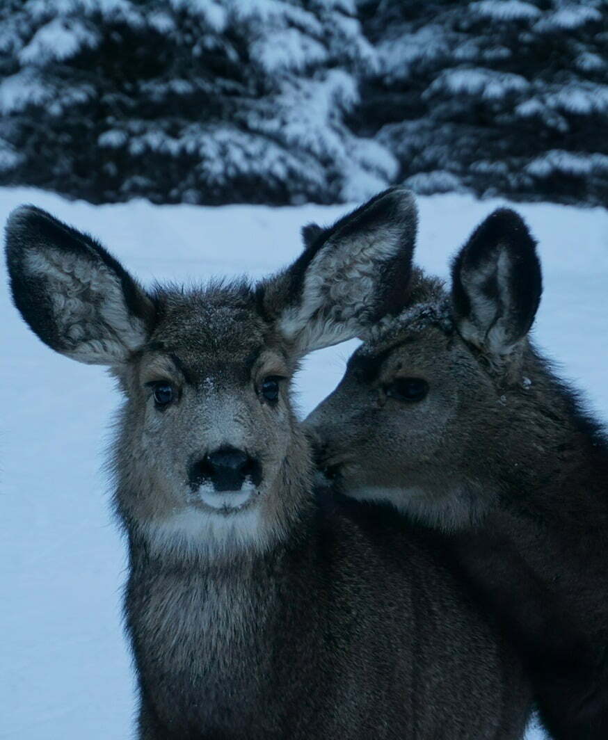 Deer in snow
