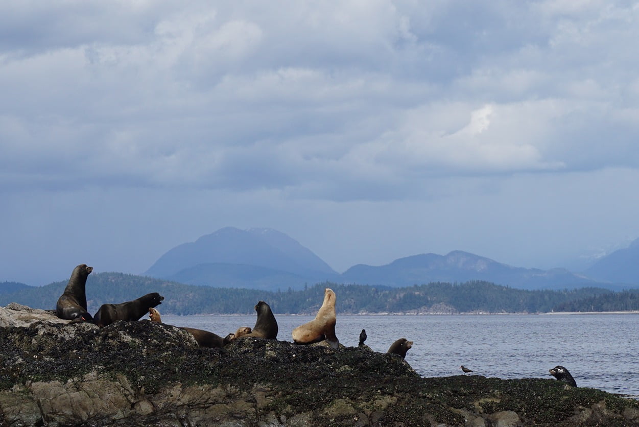 Seals on a rock