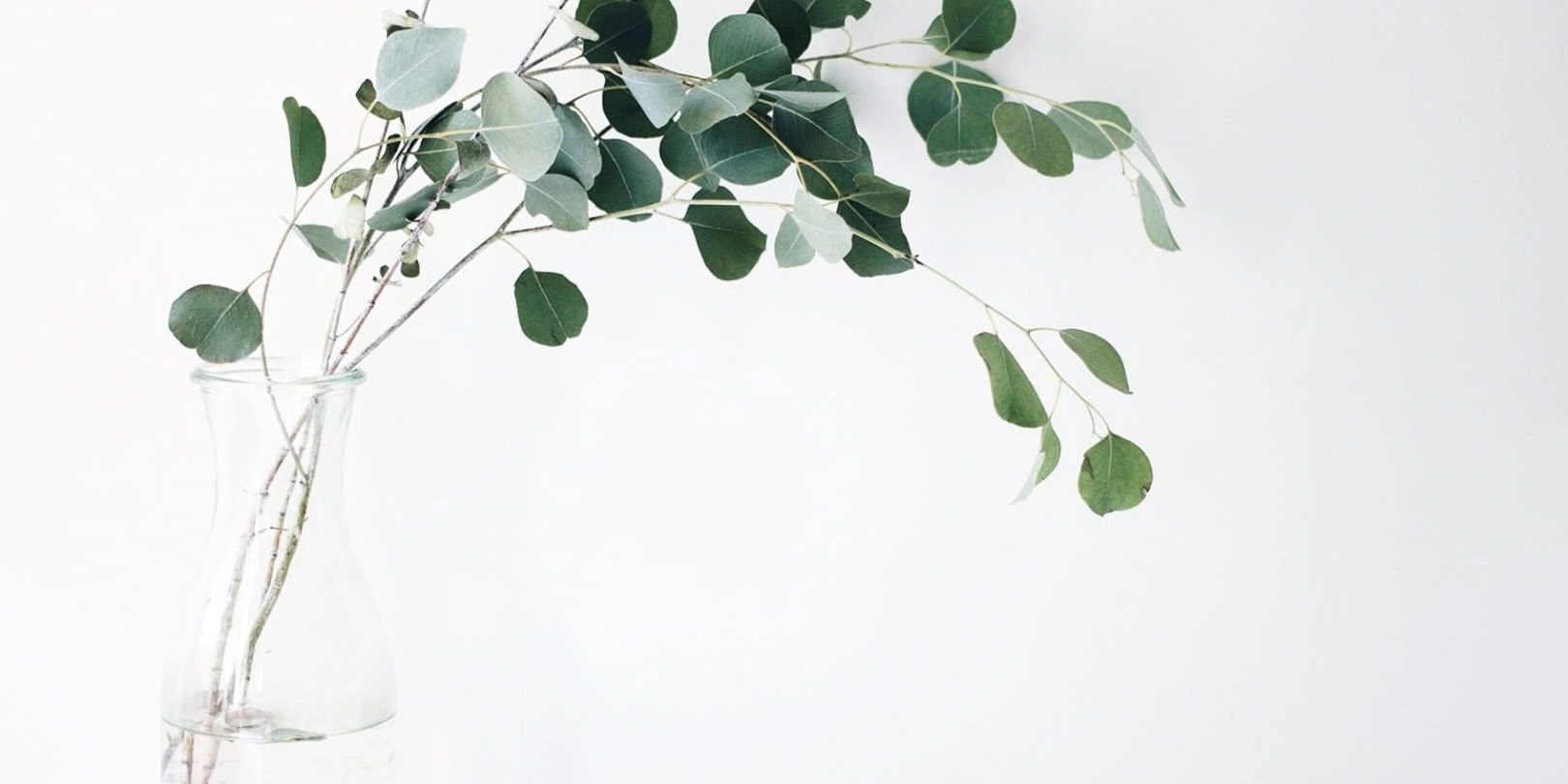 green plant in jar filled with water
