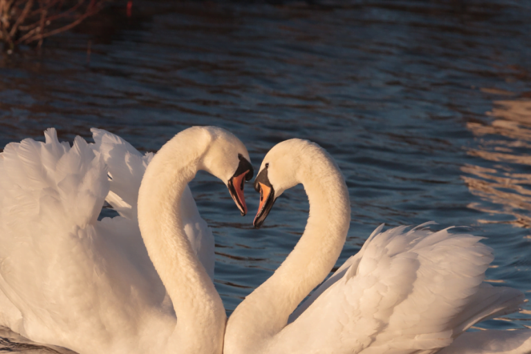 swans