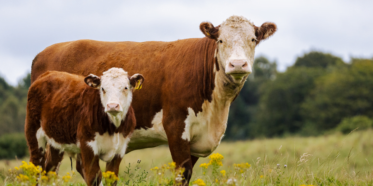 two brown cows in field
